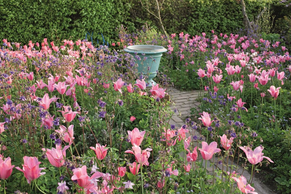Pflanzung, Garten, Frühling, Tulpen, Pink, Rosa, Steinweg, Deko